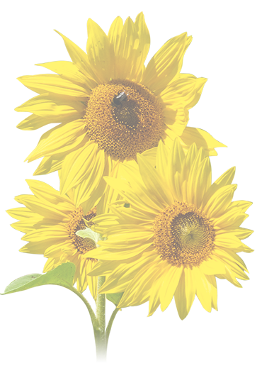 3 Sonnenblumen mit Hummel